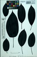 Image result for Ficus ottoniifolia