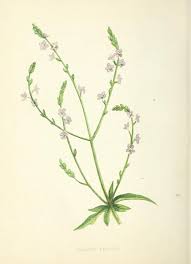 Image result for Verbena officinalis