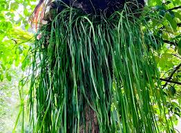 Image result for Selaginella versicolor