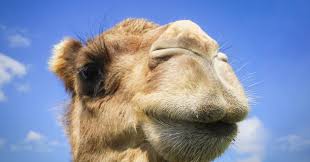 A computer with lots of bites. Latif Nasser You Have No Idea Where Camels Really Come From Ted Talk