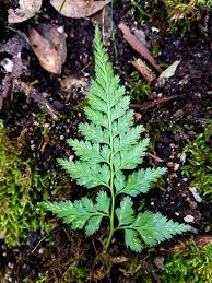 Image result for Asplenium uhligii