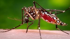 Chikungunya, dengue and emerging ...