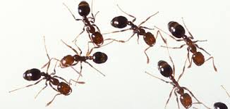Pest infestation in house make it feel unhealthy, unsafe and unclean. Spring Cleaning Tips For Preventing Pest Infestations