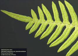 Image result for Pteridium aquilinum