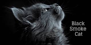 Buy the best and latest black cat coat on banggood.com offer the quality black cat coat on sale with worldwide free shipping. Black Smoke Cat Ultimate Guide 2020 Bite Munch