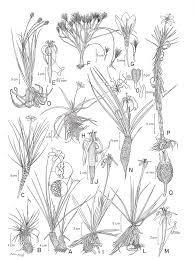 Image result for Velloziaceae