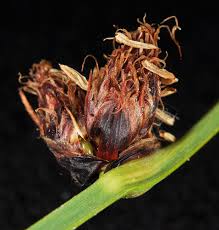 Image result for Schoenoplectus sp.no.3