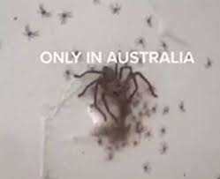 The big huntsman spider (heterodox maxims, the most vital) is a species of huntsman spider (disparage), a circle of relatives of huge, speedy spiders that. Terrifying Moment Huntsman Spider Dozens Of Babies Are Found Behind Painting