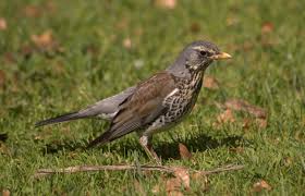 Gesang der singdrossel (turdus philomelos) no copyright infringement intended. Wacholderdrossel