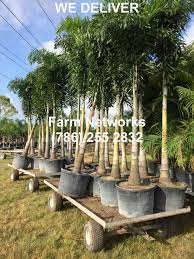 Foxtail Palm Trees 25 Gallon Foxtail Palm Tree Florida Palm Trees Foxtail Palm