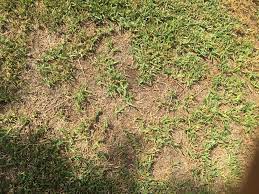 Too little water and the grass will shrivel up and die; Anyone Know What S Happening To My Grass I Thought It Was Lack Of Water But Doesn T Look Like Brown Grass Just A Lack Of Grass It S St Augustine And I Live In
