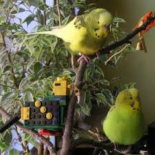 Wellensittich Bild Trulla Heini Lego Welli Wellensittich Portal Welli Net Wellensittich Vogel Als Haustiere Sittich