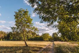Der rubik zauberwürfel wurde in ungarn erfunden. Die Puszta In Ungarn 7 Schone Tipps Zum Erkunden Der Natur