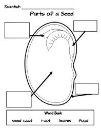 Have students choose another seed that has sprouted. Label Parts Of A Seed Parts Of A Seed Plant Life Cycle Worksheet Plant Life Cycle
