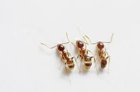 We achieve this by using an integrated pest management (ipm) approach. Home Invaders How To Keep Ants From Marching One By One Into Your Space Santa Cruz Sentinel