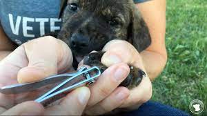 As you bring home a new cute member if you have an active puppy that goes out often, his nails will wear out as he walks and will not require you to cut his nails. How To Trim Puppy Nails Youtube
