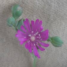 Image result for Corbichonia decumbens