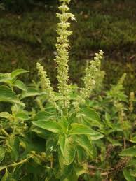 Image result for Ocimum fimbriatum
