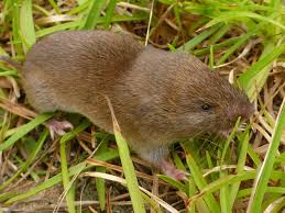 Image result for vole