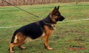 Zena should have her puppies on the 12th. Best German Shepherd South America Zamolxishaus