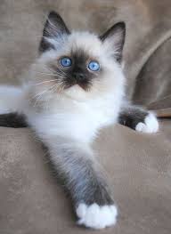 Purchasing & prices, ragdoll cats and ragdoll kittens of ragdollblues cattery a ragdoll breeder deposit to hold your baby is $300. Craigslist Ragdoll Kittens For Sale Online
