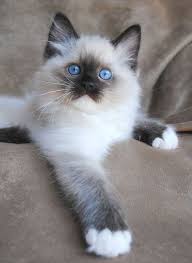 Every baby comes with a health guarantee and are carefully checked and cleared by the vet. Kittens Near Me Craigslist Yet Midget Kittens For Sale Near Me Kittens For Sale Los Angeles Among Cute Domest Best Cat Breeds Kitten Breeds Cat Breeds Siamese