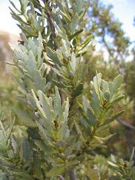 Image result for Phyllocladus