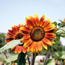 I was looking for some gard. Sunflower Medium Red Flower Organic Gardening Catalogue