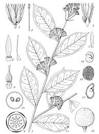 Image result for Pentadiplandra brazzeana