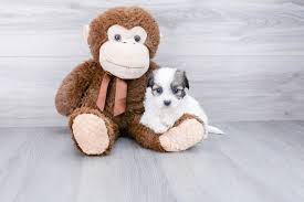 Renees teddy bear puppies wisconsin. Renee S Wonderful World Of Teddy Bear Puppies Cheap Online