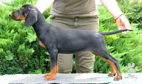 Image result for slovenský kopov