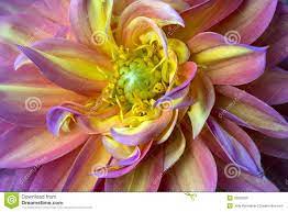 Pink Purple And Yellow Dahlia Dahlia Dahlia Flower Pink