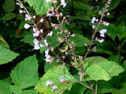 Image result for Plectranthus fruticosus