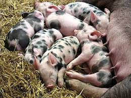 Il faut savoir que la législation française interdit de tuer les gros animaux à la maison à l'exception du porc qui est, disons, tolérée : Cochon Vikidia L Encyclopedie Des 8 13 Ans