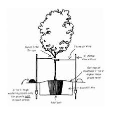 Alberto dorigoni, a researcher from italy, has been pushing. Fruit Trees Planting Guide