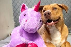 Check spelling or type a new query. Vernarrt In Ein Einhorn Strassenhund Bricht Immer Wieder In Geschaft Ein