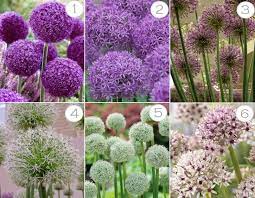 These plants, commonly known as bulb plants, may seem mysterious, but they're easy to grow and make a fun, vibrant addition to any garden. Zierlauch Zierlauch The Post Zierlauch Appeared First On Garden Ideas Purple Flowers Garden Plants Garden Bulbs
