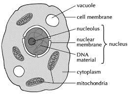 We did not find results for: Natural Sciences Grade 9 Science And Nature Animal Cell Drawing Easy Drawings