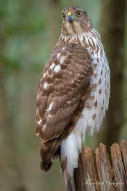 Birds Of Prey Pictures And Names Cooper Hawk Texas Usa Raptors Bird Cooper S Hawk Beautiful Birds