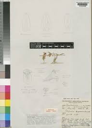 Image result for Polystachya greatrexii