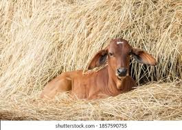 Red Brahman Cattle Images Stock Photos Vectors Shutterstock