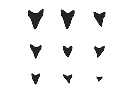 Black And White Shark Teeth Clipart Shark Teeth Silhouette Shark Teeth Shark Tooth Tattoo Silhouette Vector