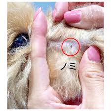 マダニ 犬 耳