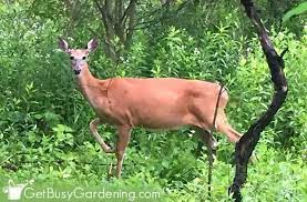 Bears kill and eat deer and, in tropical and subtropical forests, large snakes, such as anacondas, and crocodilians, such as alligators and caimans, attack it takes a skillful predator to catch a deer. 85 Deer Resistant Plants For Your Garden Get Busy Gardening
