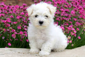 Long white hair, with no undercoat. Maltese Puppies For Sale Puppy Adoption Keystone Puppies