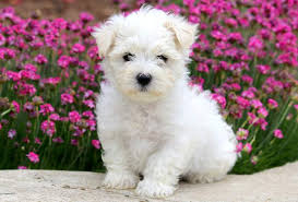 Maltipoo takes the best characteristics for your family. Maltese Puppies For Adoption