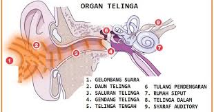 Skema proses mendengar pada telinga manusia. Biologi Gonzaga Perjalanan Suara Di Telinga