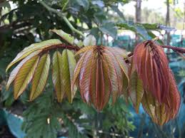 Image result for Millettia grandis