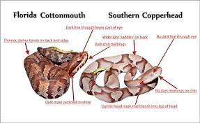Bites from these snakes can cause intense pain, disfigurement and even death. Southern Copperhead Vs Florida Cottonmouth An Identification Challenge Same Genus Different Species Florida Backyard Snakes