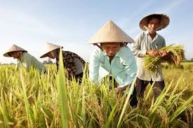 Ngày 29/12: Giá lúa gạo tiếp tục có xu hướng giảm | Thời báo Tài chính Việt  Nam
